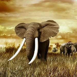 Meet your Posher, Renaud